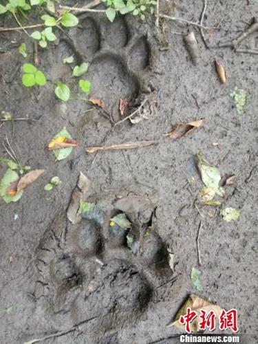 吉林天桥岭现“母幼双虎”足迹渐成野生虎栖息地