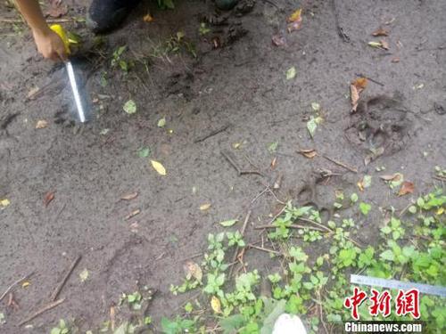 工作人员现场测量勘察 天桥岭林业局供图 摄 工作人员现场测量勘察 天桥岭林业局供图 摄