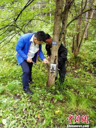 林业局在附近架设远红外相机 天桥岭林业局供图 摄 林业局在附近架设远红外相机 天桥岭林业局供图 摄