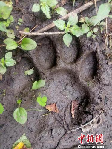 野生东北虎的足迹 天桥岭林业局供图 摄 野生东北虎的足迹 天桥岭林业局供图 摄