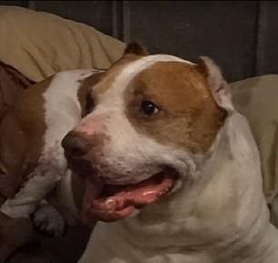 美国男子用1只狗2台风扇 两天消灭超8000只蚊子