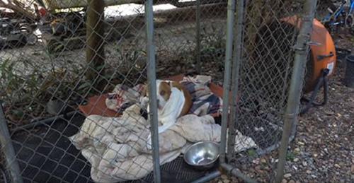 美国男子用1只狗2台风扇 两天消灭超8000只蚊子