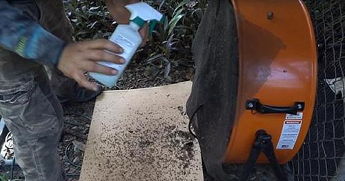 美国男子用1只狗2台风扇 两天消灭超8000只蚊子