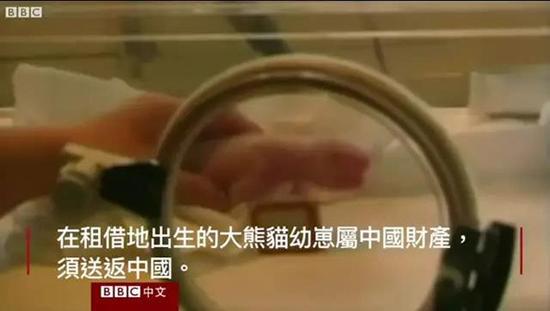 外媒:熊猫是中国的赚钱工具、外交手段和置换筹码