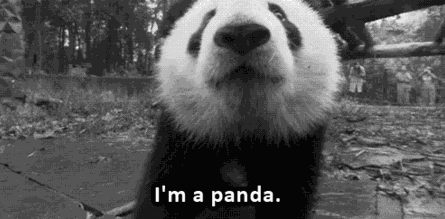 外媒:熊猫是中国的赚钱工具、外交手段和置换筹码