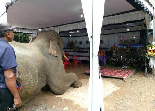 泰国一象主人遇难 大象挣脱缰绳在灵柩前流泪跪拜
