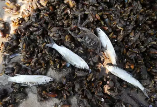 西湖边每天捞起半吨海瓜子 网友:葱油还是红烧