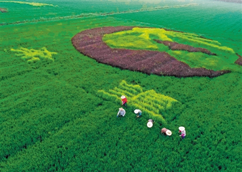 W020170807264062819503 W020170807264062819503