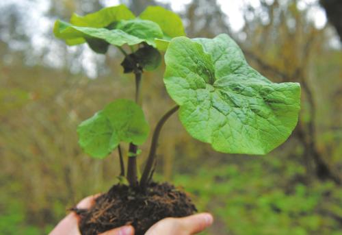 北川驴蹄草真容 点击进入下一页