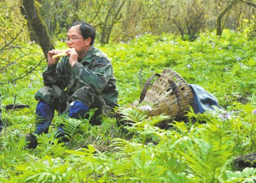 胡进耀在绵阳北川县深山中找到北川驴蹄草 点击进入下一页