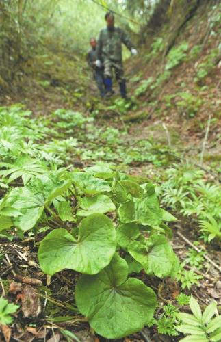 新物种北川驴蹄草 点击进入下一页