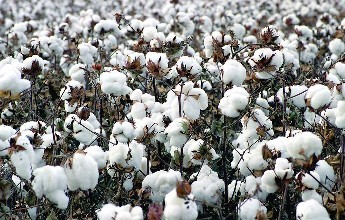 u=1752786068,1169824995&fm=72 u=1752786068,1169824995&fm=72