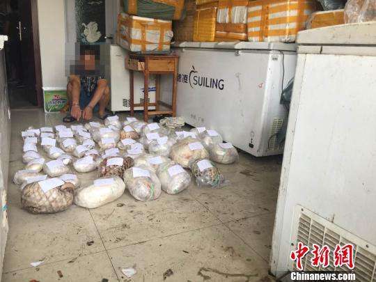 穿山甲冻体查获2