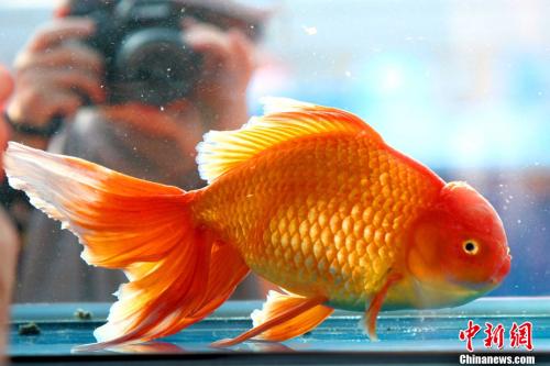 资料图:金鱼 点击进入下一页