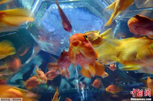 资料图:金鱼 点击进入下一页