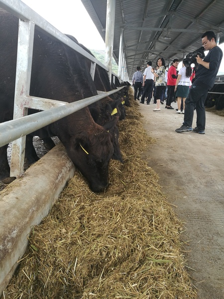 C20170818002-zx5 C20170818002-zx5