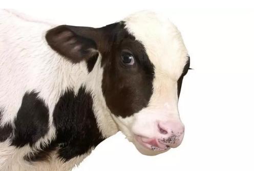 u=72627906,2860591787&fm=26&gp=0 u=72627906,2860591787&fm=26&gp=0