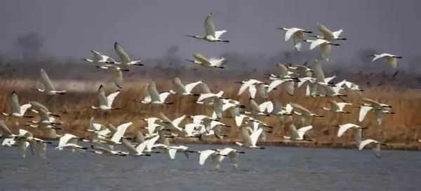 1503551662909230.jpg 4.webp.jpg