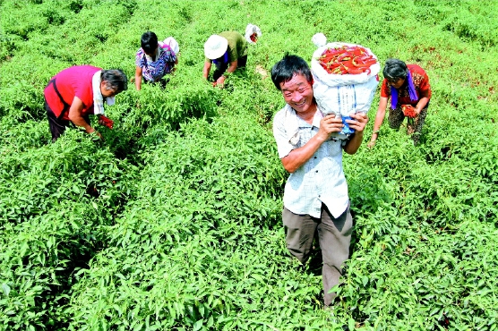 8月19日，河北省魏县院堡镇岳庄村村民在采摘辣椒。    近年来，河北省魏县院堡镇在推进精准扶贫的过程中，积极引导农民采取“公司+基地+农户”的模式发展特色辣椒种植。目前，已发展特色辣椒1000余亩，带动400余贫困户增收。    新华社发