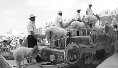 企业开展滩羊评比活动 企业开展滩羊评比活动