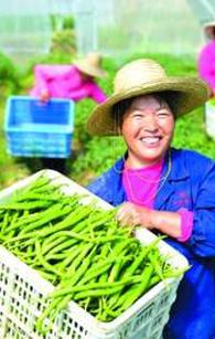 推进农业产业扶贫综述:增收靠项目 脱贫有门路