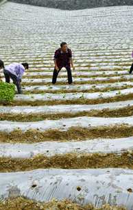 辛识平:习近平贡献消除贫困的中国方案