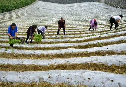 辛识平：习近平贡献消除贫困的中国方案