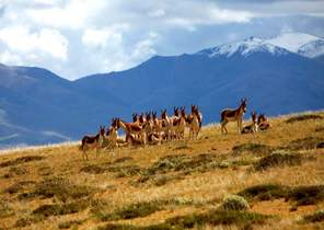 “世遗”?；さ闹泄鹁怼煽晌骼?、鼓浪屿申遗成功启示录