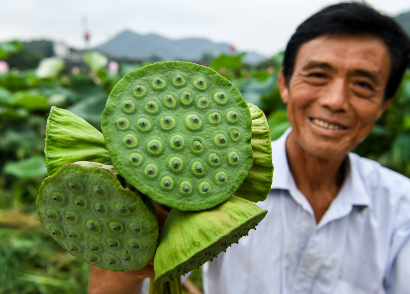河南郝堂村：民居如画 荷花飘香