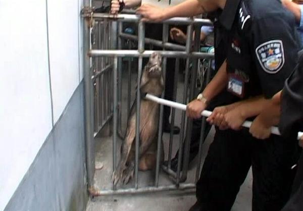 南京一野猪闯进医院 南京一野猪闯进医院