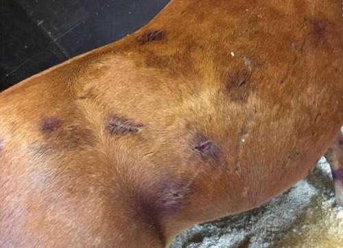 触目惊心！英暴徒持刀乱捅马匹15刀造其重伤