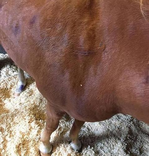 触目惊心！英暴徒持刀乱捅马匹15刀造其重伤