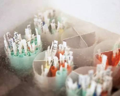 探访世界最大精子银行:30年间孕育超7万名婴儿