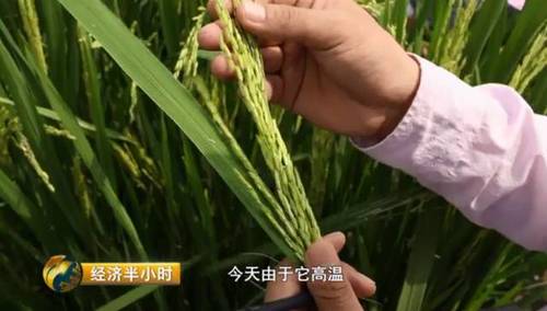 日本努力30年没完成的农业大计 中国师生做到了