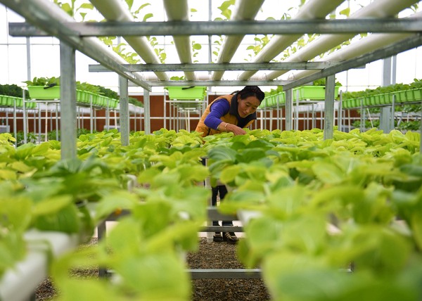 天上阿里 果蔬飘香