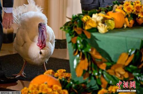 资料图：火鸡。