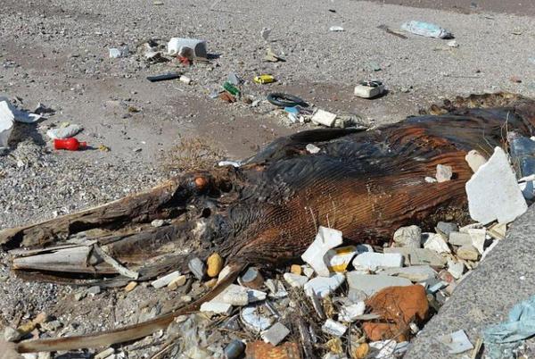 青岛海滩现巨型生物遗骸2