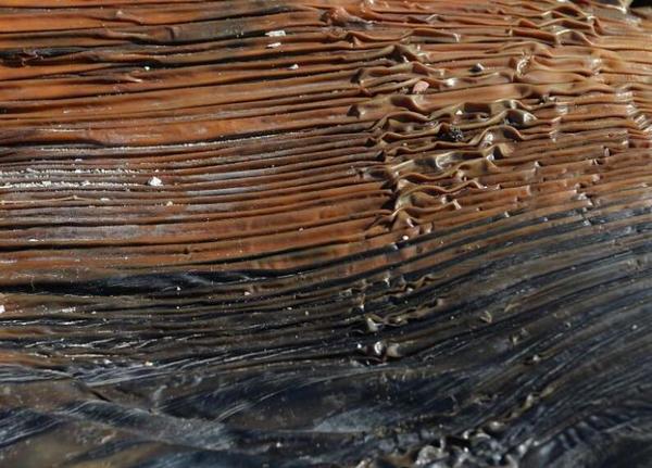 青岛海滩现巨型生物遗骸3