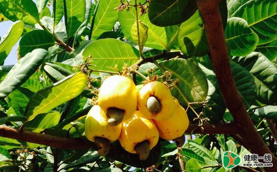 腰果虽好食用禁忌需明确