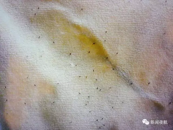 密恐慎入!哈尔滨街头漫天小飞虫 专家:别穿黄衣服