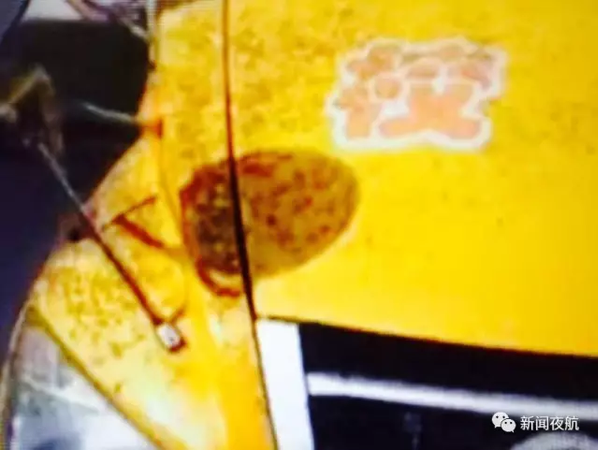 密恐慎入!哈尔滨街头漫天小飞虫 专家:别穿黄衣服