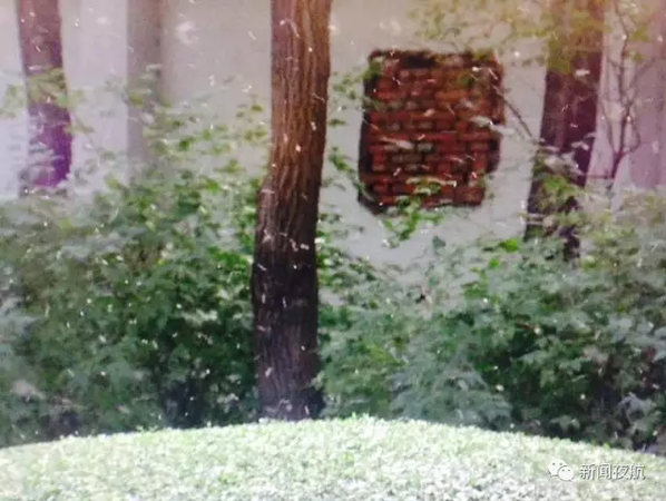 密恐慎入!哈尔滨街头漫天小飞虫 专家:别穿黄衣服