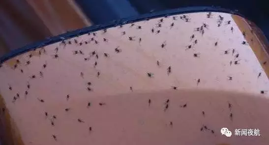 密恐慎入!哈尔滨街头漫天小飞虫 专家:别穿黄衣服