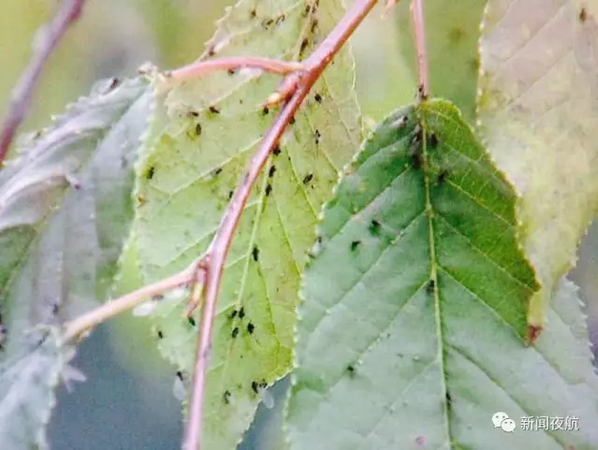 密恐慎入!哈尔滨街头漫天小飞虫 专家:别穿黄衣服