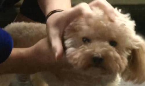 efd7c95684b6f39e6976d3f3f06af182.jpg taidi2.jpg