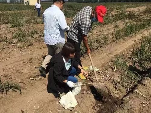 时隔毒大葱事件一个月 仍有商家违规售高毒农药