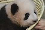 日本出生的熊猫幼崽被命名为“香香”