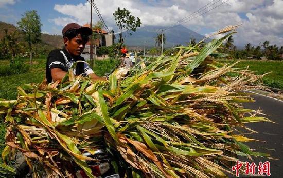 c0ff59795cd5ad43f3bc25ead4962662.png 巴厘岛火山警戒级别升至最高 民众淡定收割庄稼