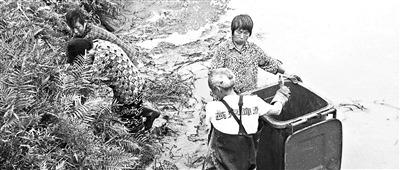 四川南充78条鳄鱼转运途中集体出逃目前找回75条