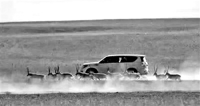 警方控制涉嫌“驾车追逐藏羚羊”者 审理结果将及时公布